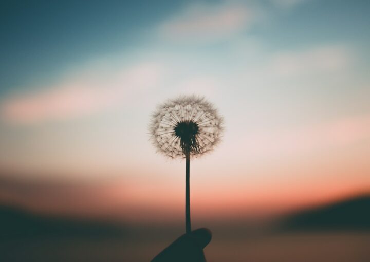 person holding dandelion flower