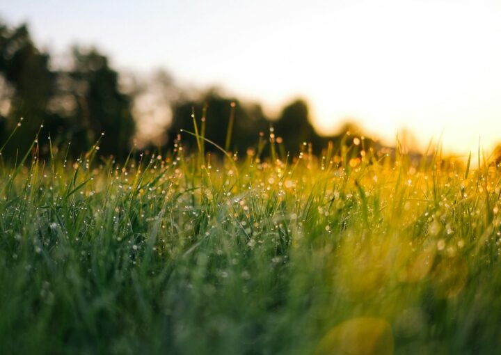 selective focus photography of water droplets on grasses