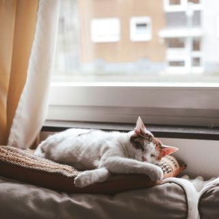 white cat lying on brown textile
