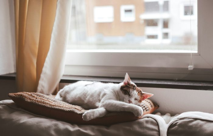white cat lying on brown textile