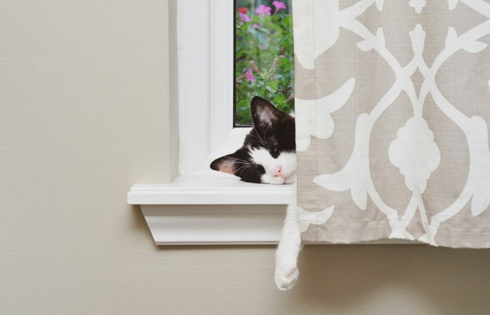 white and black cat on window