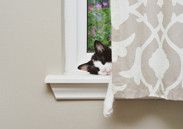 white and black cat on window