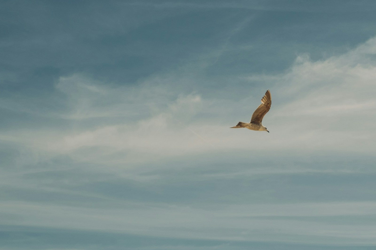 flying bird on the sky