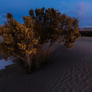 photo of tree on sand