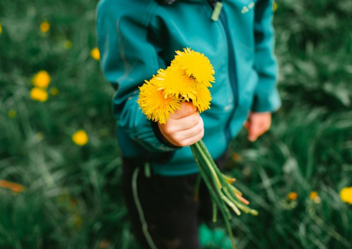 person in blue jacket holding yellow flower