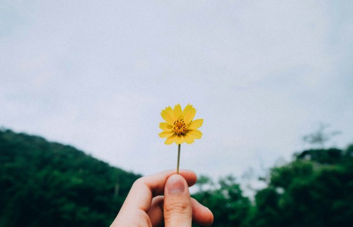 person holding yellow petaled flower